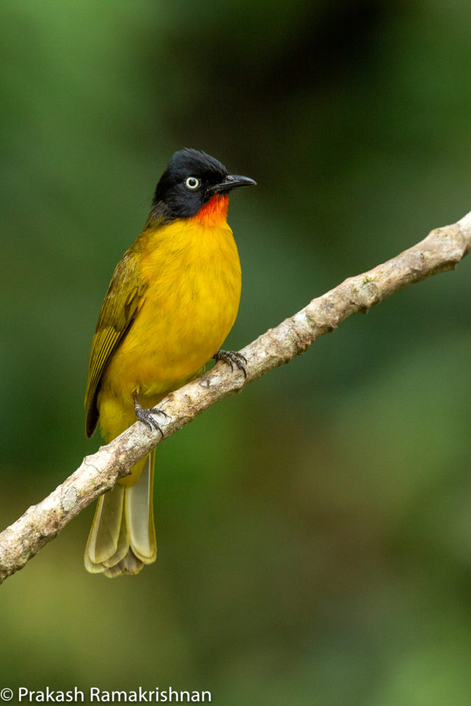 Western Ghats Coffee Plantations Sustain High Bird Diversity in India ...