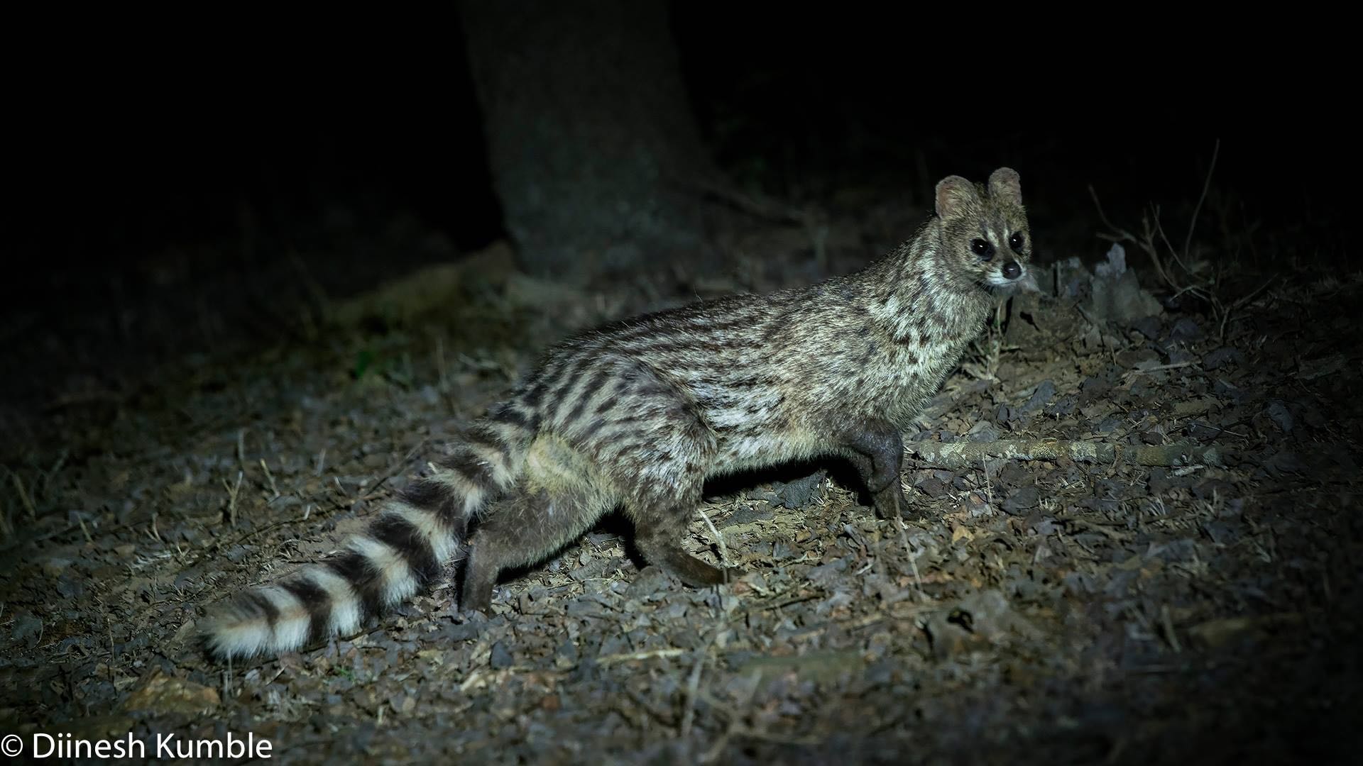 Small Indian civet