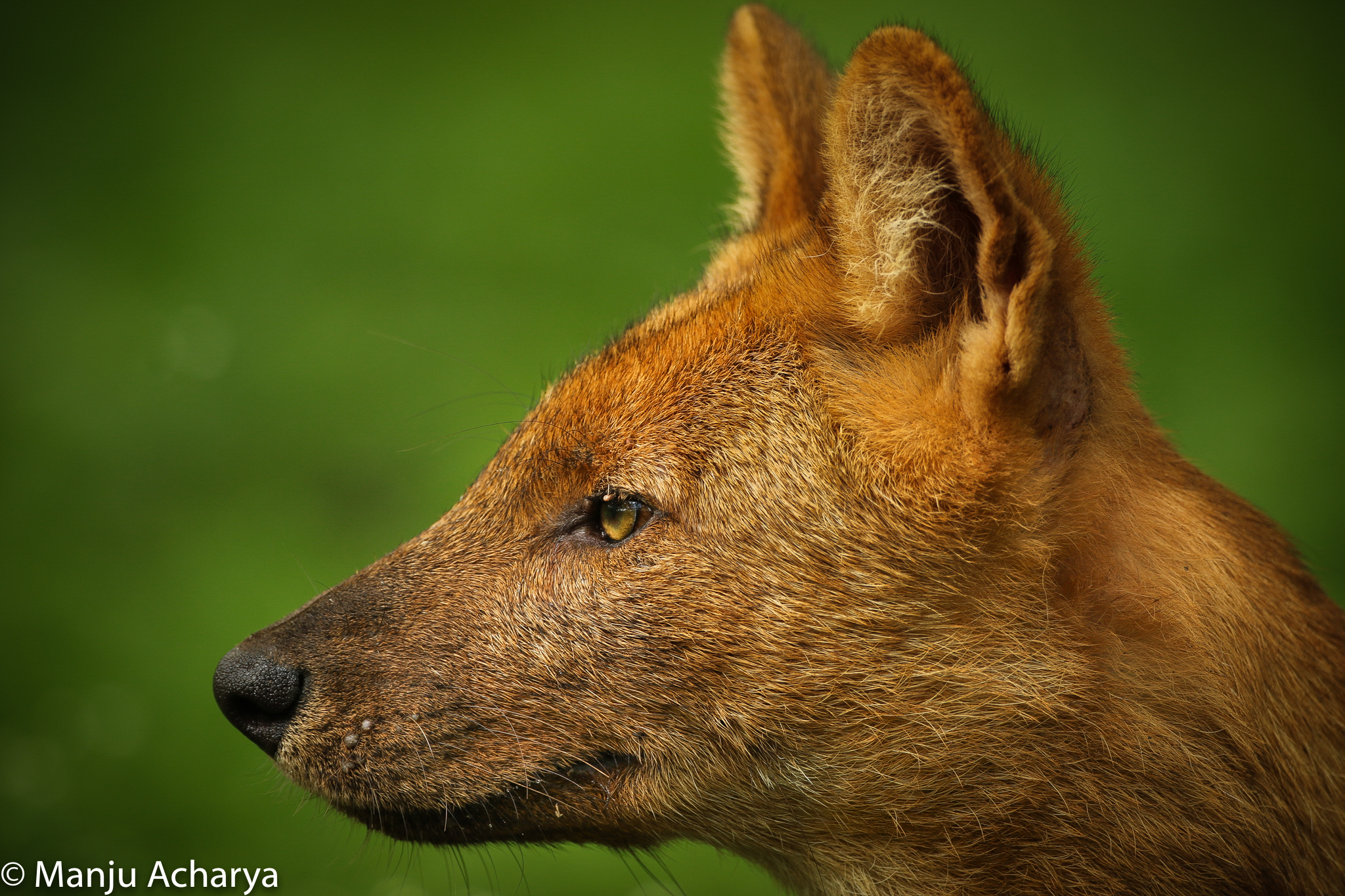 Dhole, Mammals, Animals