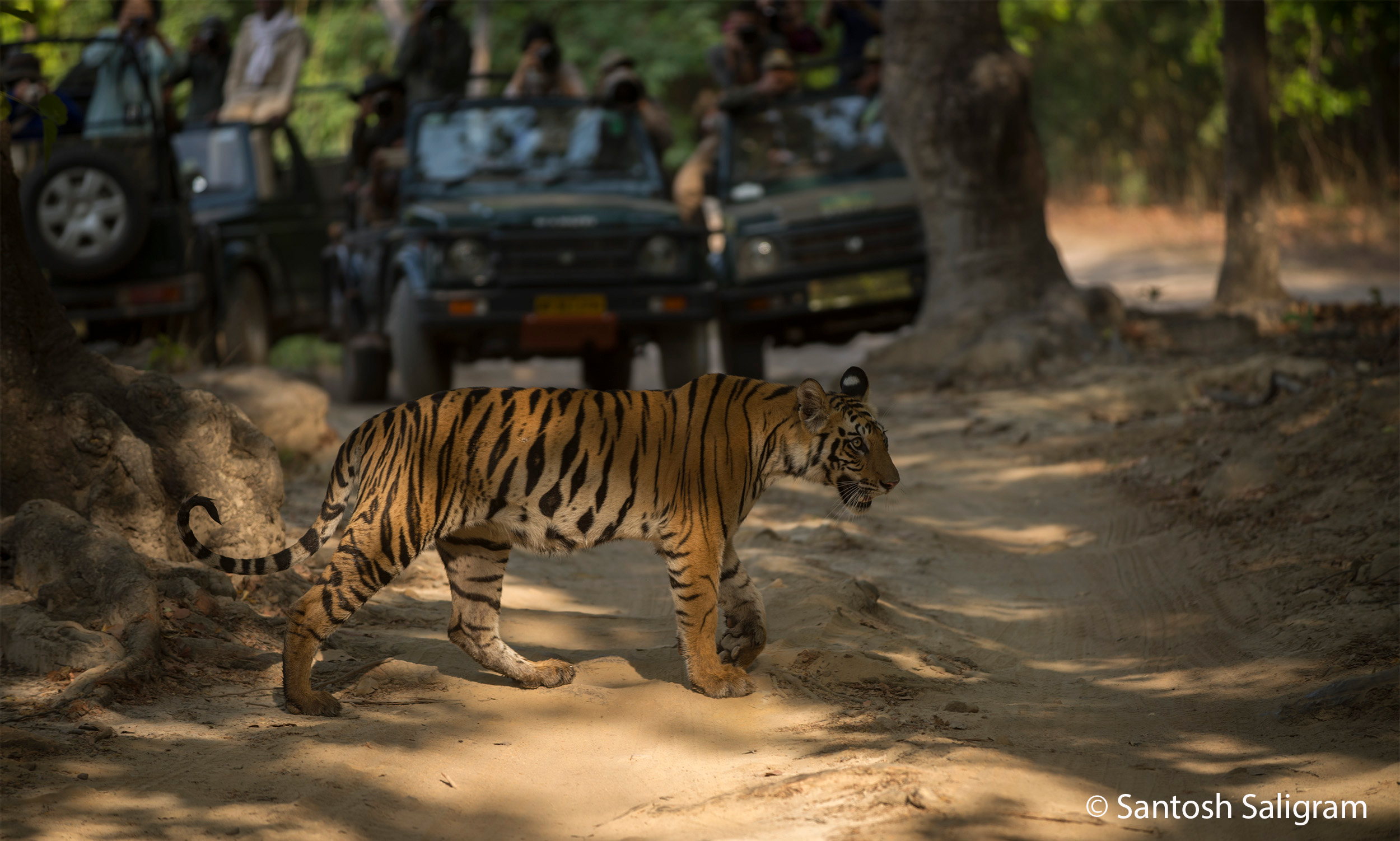 Tiger Cub and Safari Vehicles Santosh Saligram