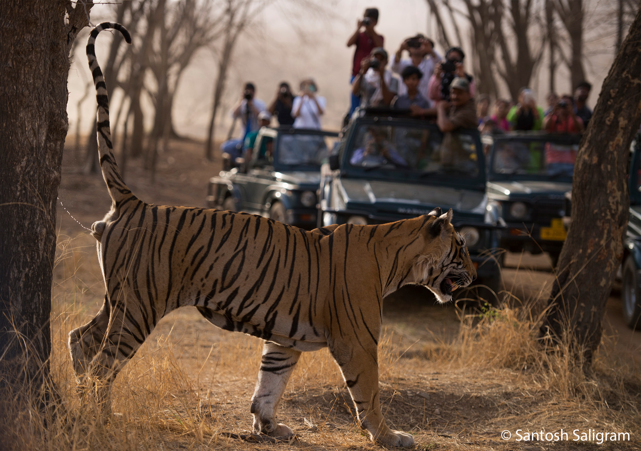 Tiger and Tourists Santosh Saligram