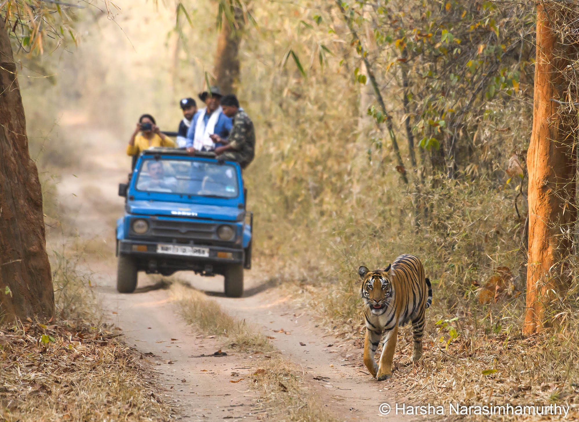 Tiger ecotourism – Harsha Narasimhamurthy