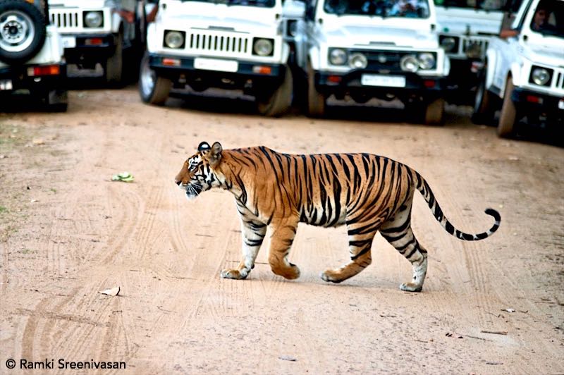 tiger tourism Indian wildlife
