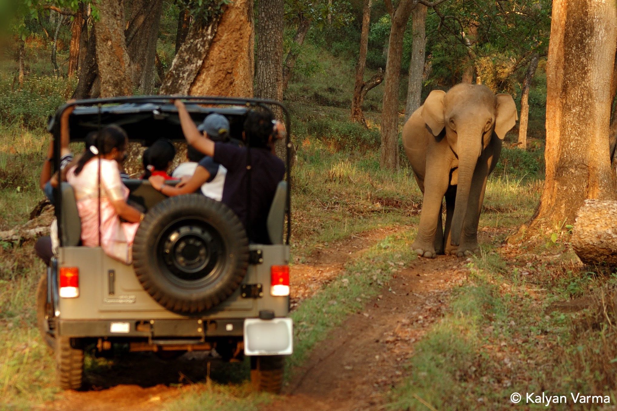 Elephants - Ecotourism in India