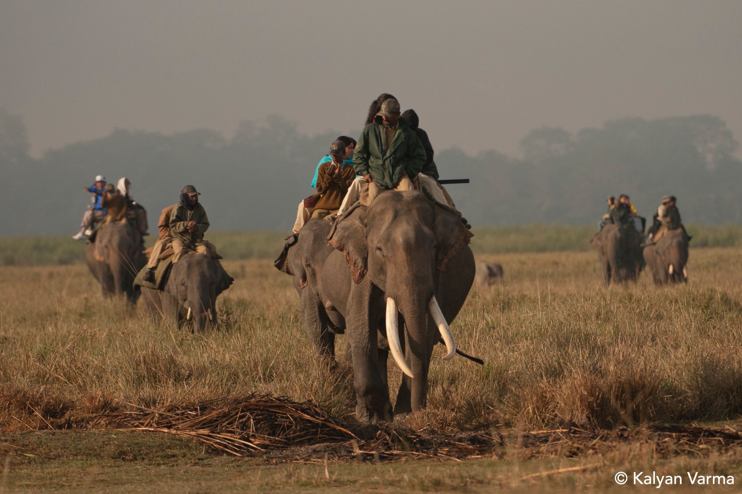 Elephants, Ecotourism in India