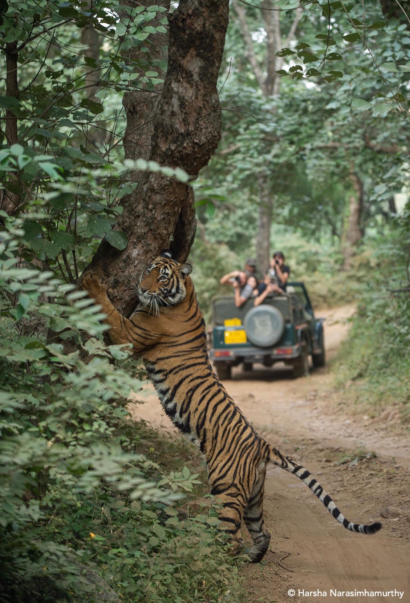 tiger of tourism