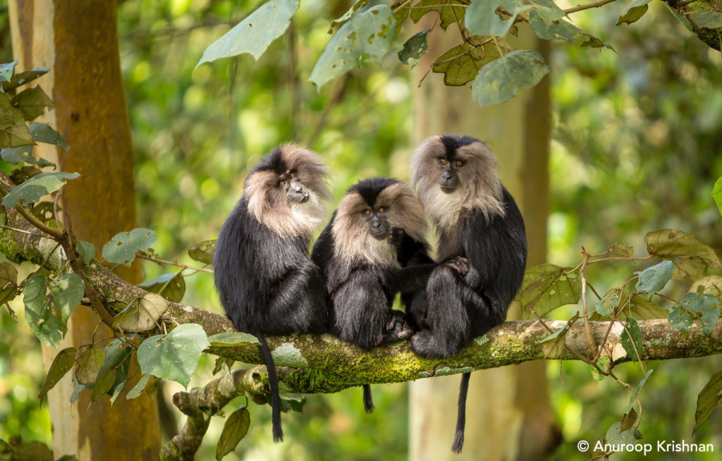 The Rediscovery of Lion-Tailed Macaques in Karnataka - Centre for