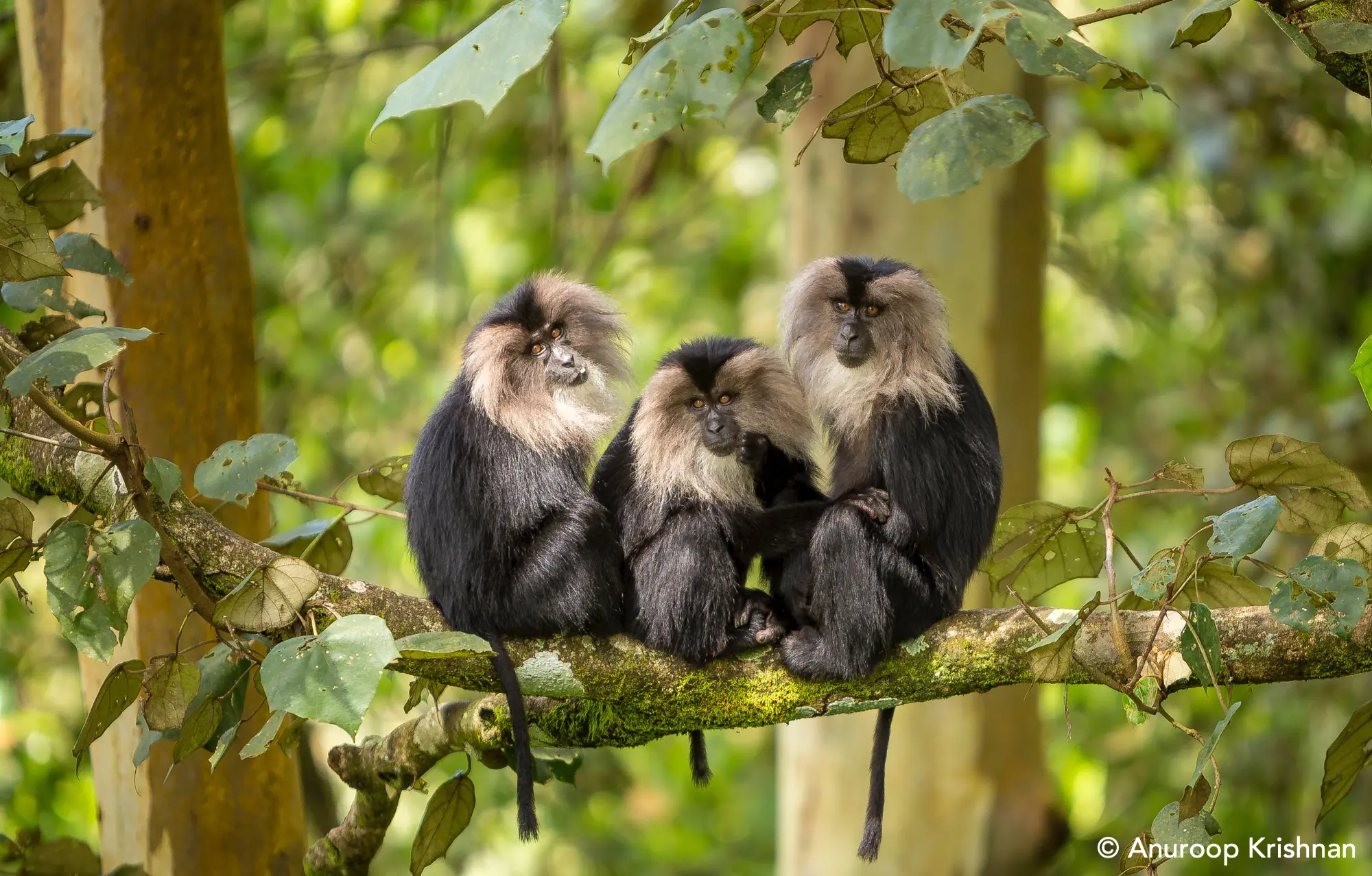 Lion-tailed macaque, monkeys