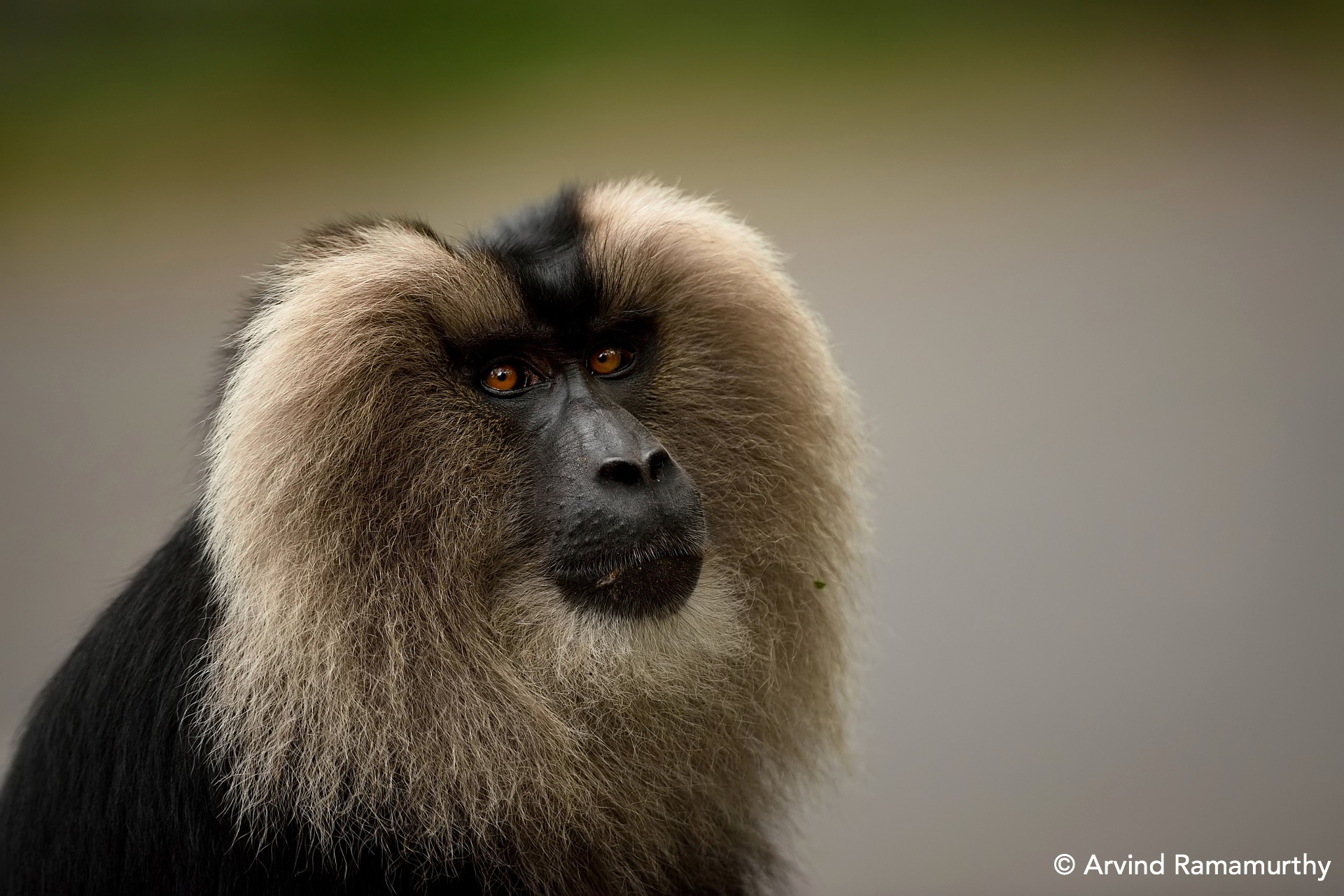 Lion-tailed macaques, monkeys