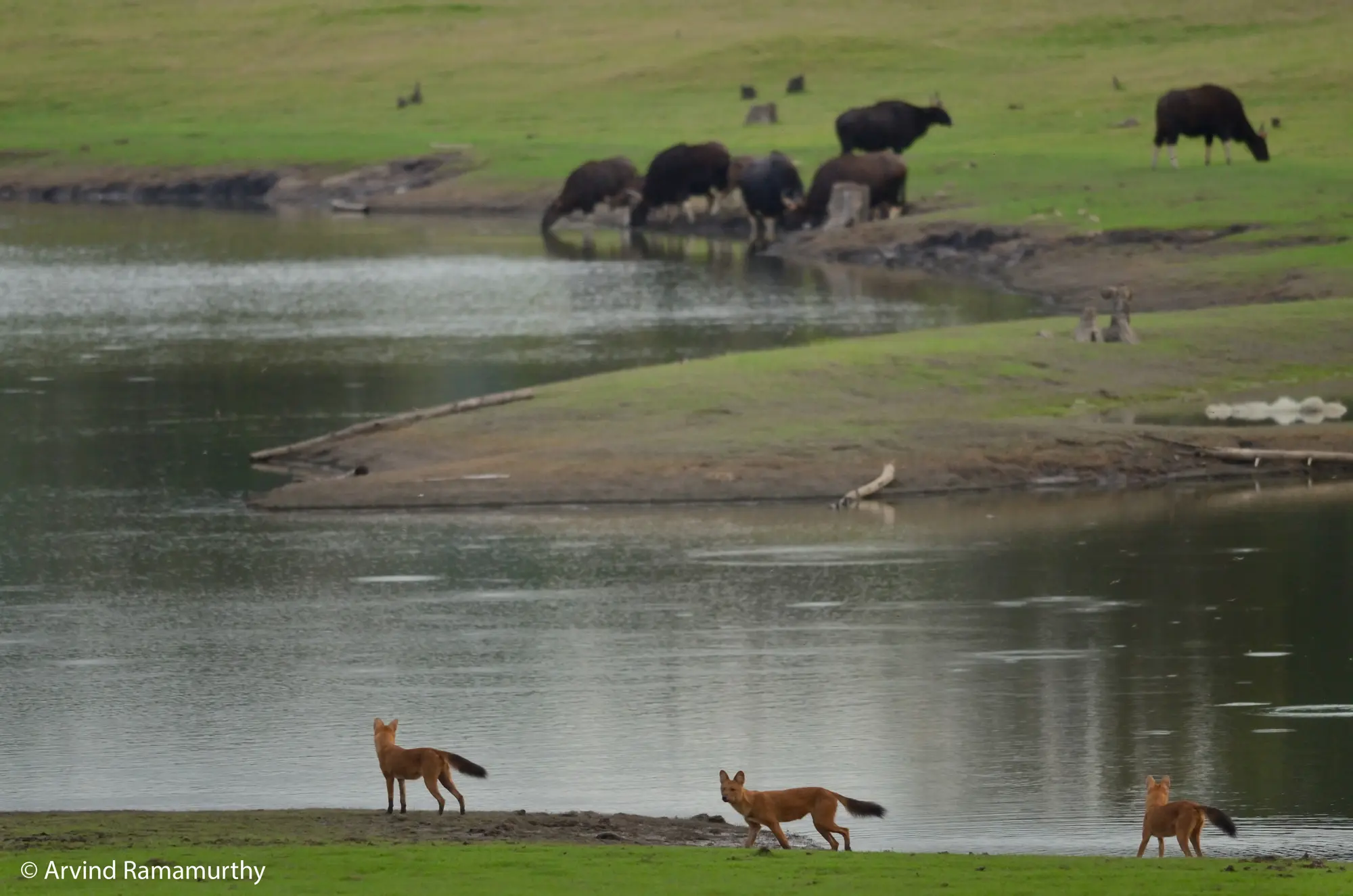 Arvind Ramamurthy, Dholes
