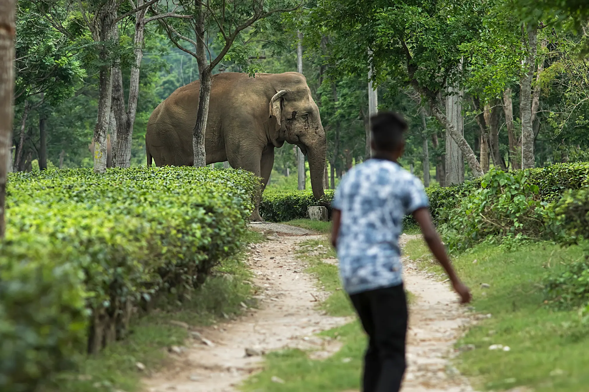 The Need for Karnataka's Human-wildlife Conflict Compensation Lw