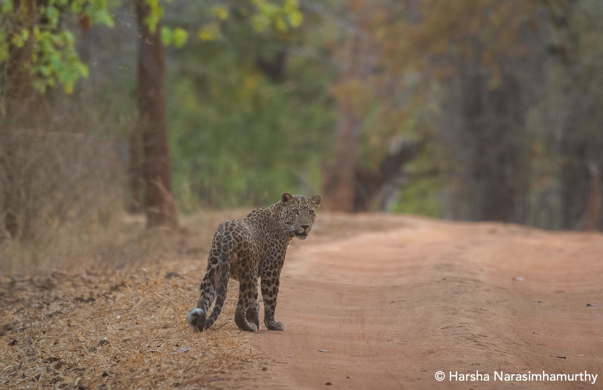 Indian leopard, Harsha Narasimhamurthy