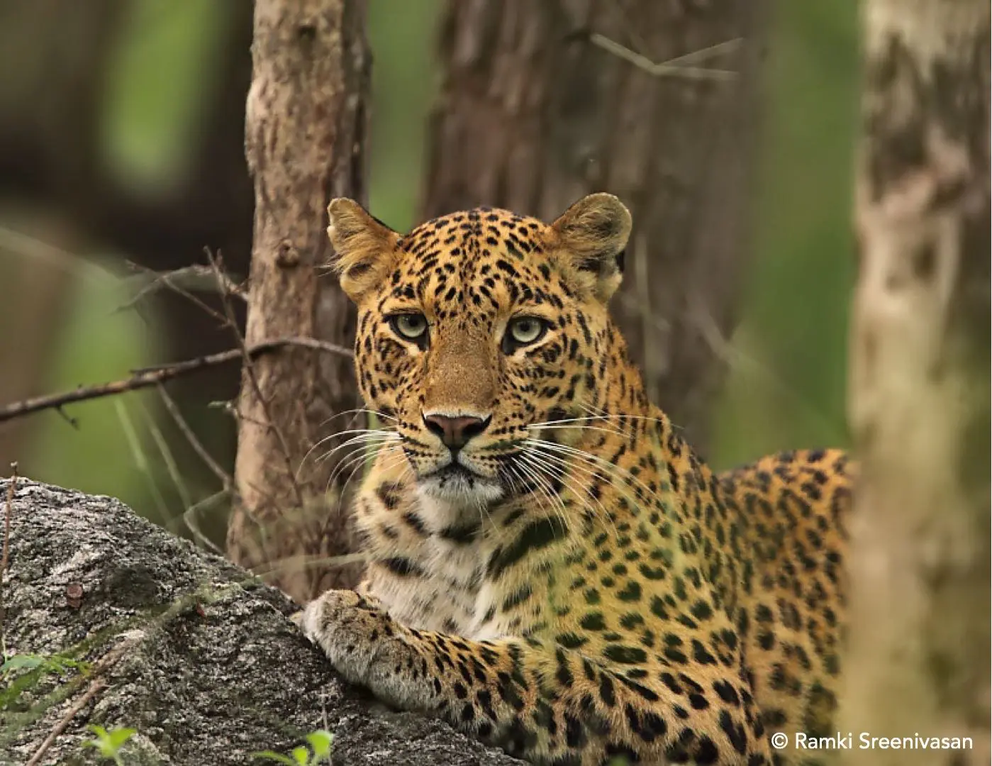 Indian leopard