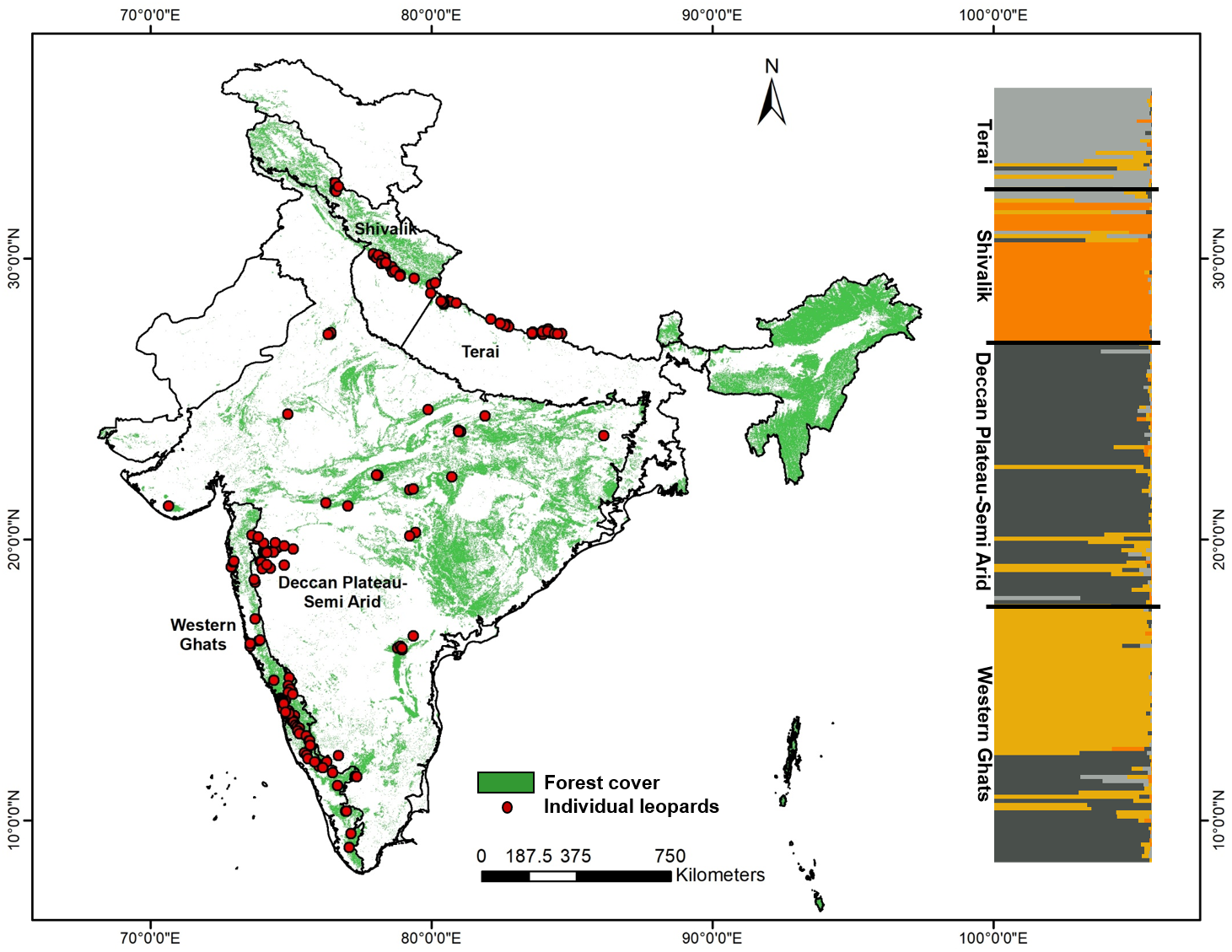 Leopards: Massive Decline in Populations Despite Being Highly-Adaptive