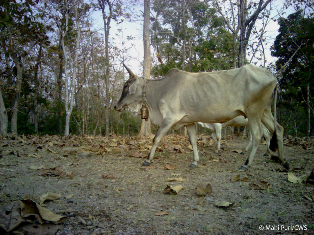 cattle cows leopard prey