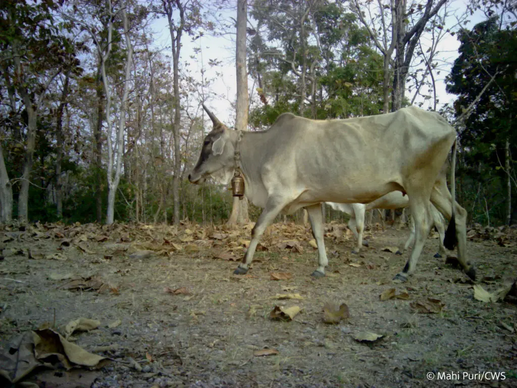 cattle cows leopard prey