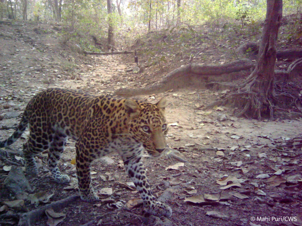 indian leopard