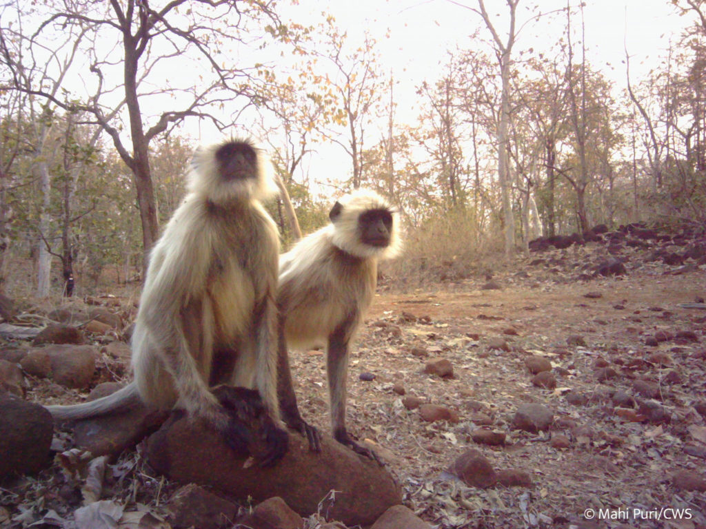 langur indian wildlife leopard prey