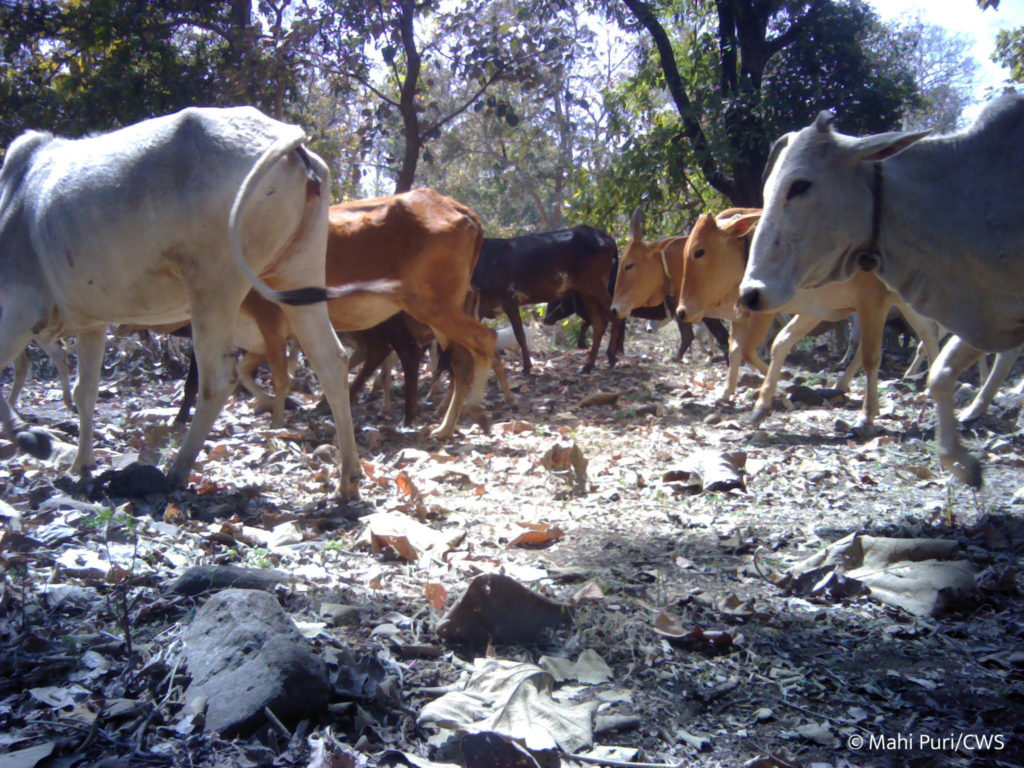 indian leopard prey cattle cows livestock