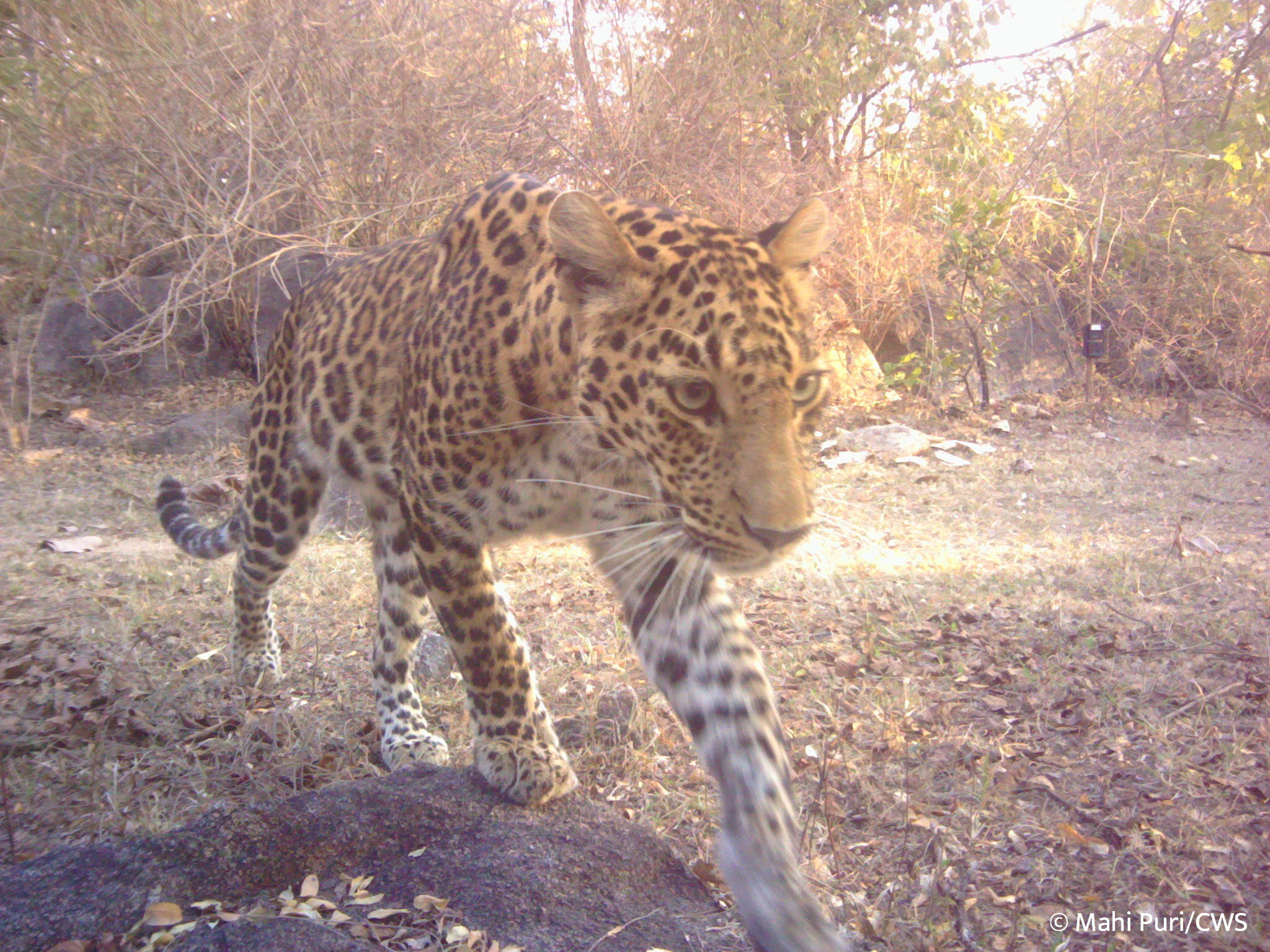 Indian leopard camera trap
