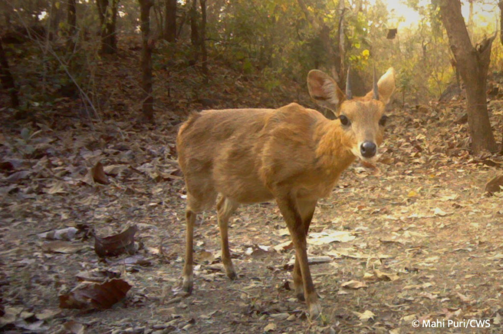 indian wildlife leopard prey