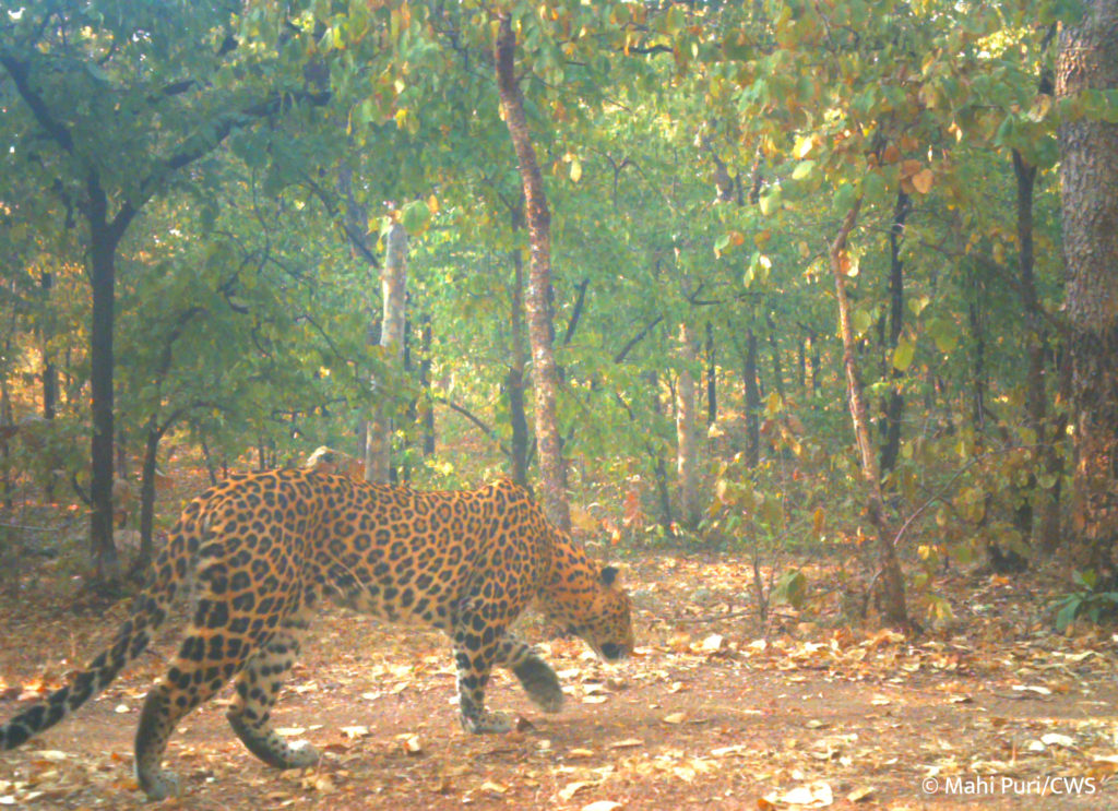 indian leopard camera trap