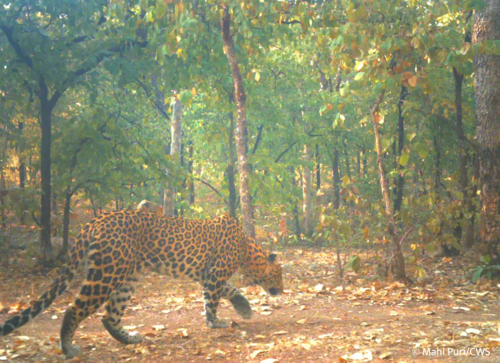 indian leopard camera trap