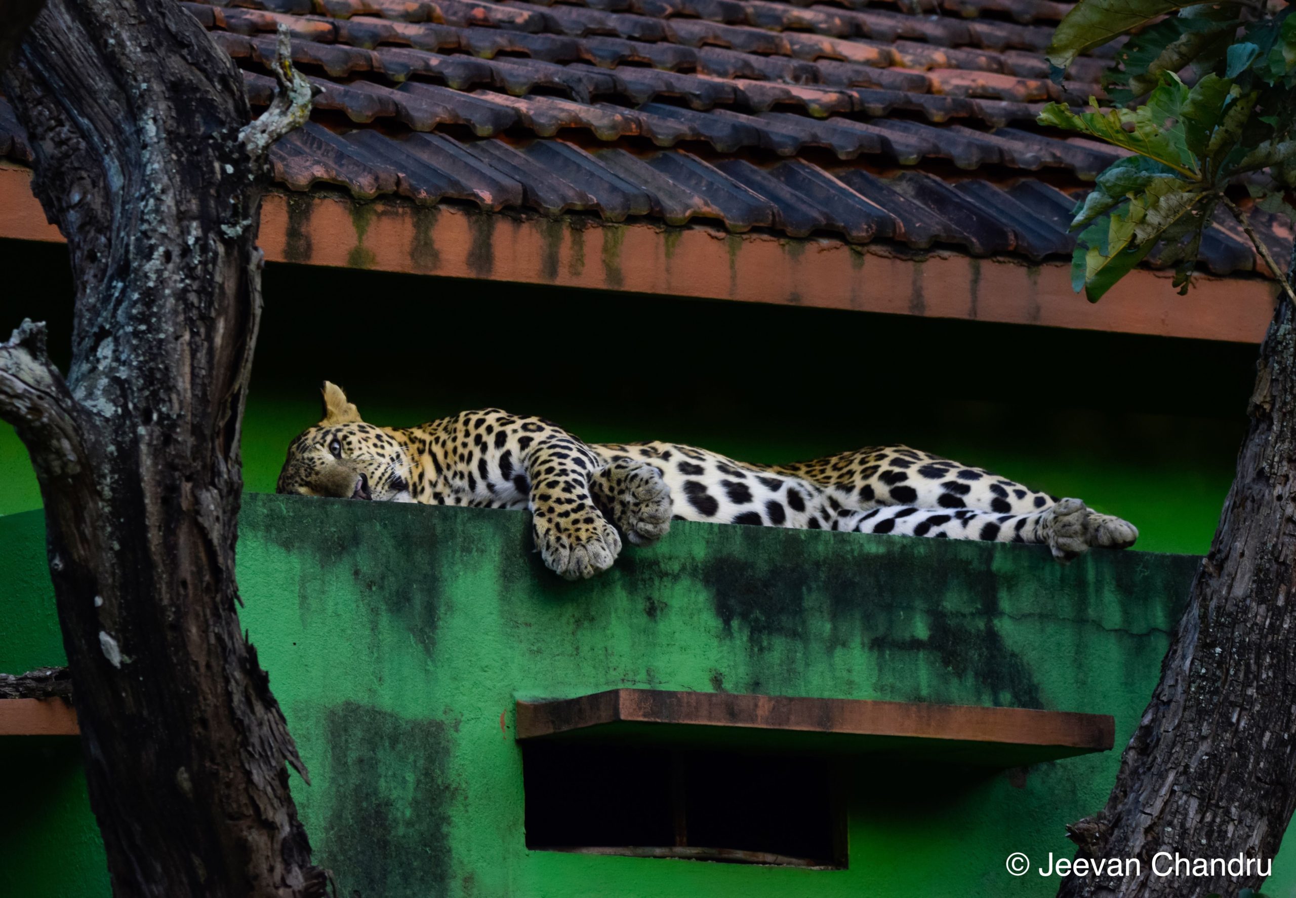 leopard, human-wildlife interaction, wildlife