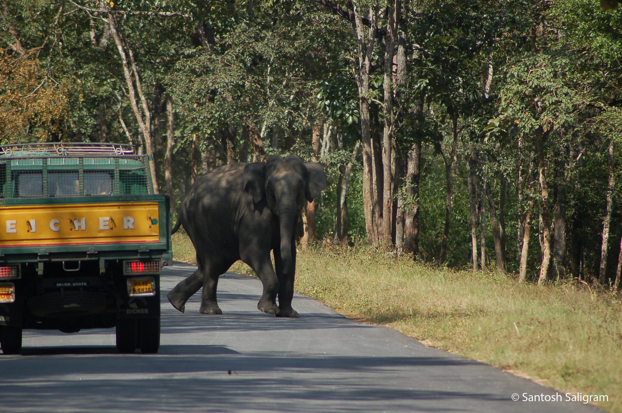 Elephant crossing road, Santosh Saligram
