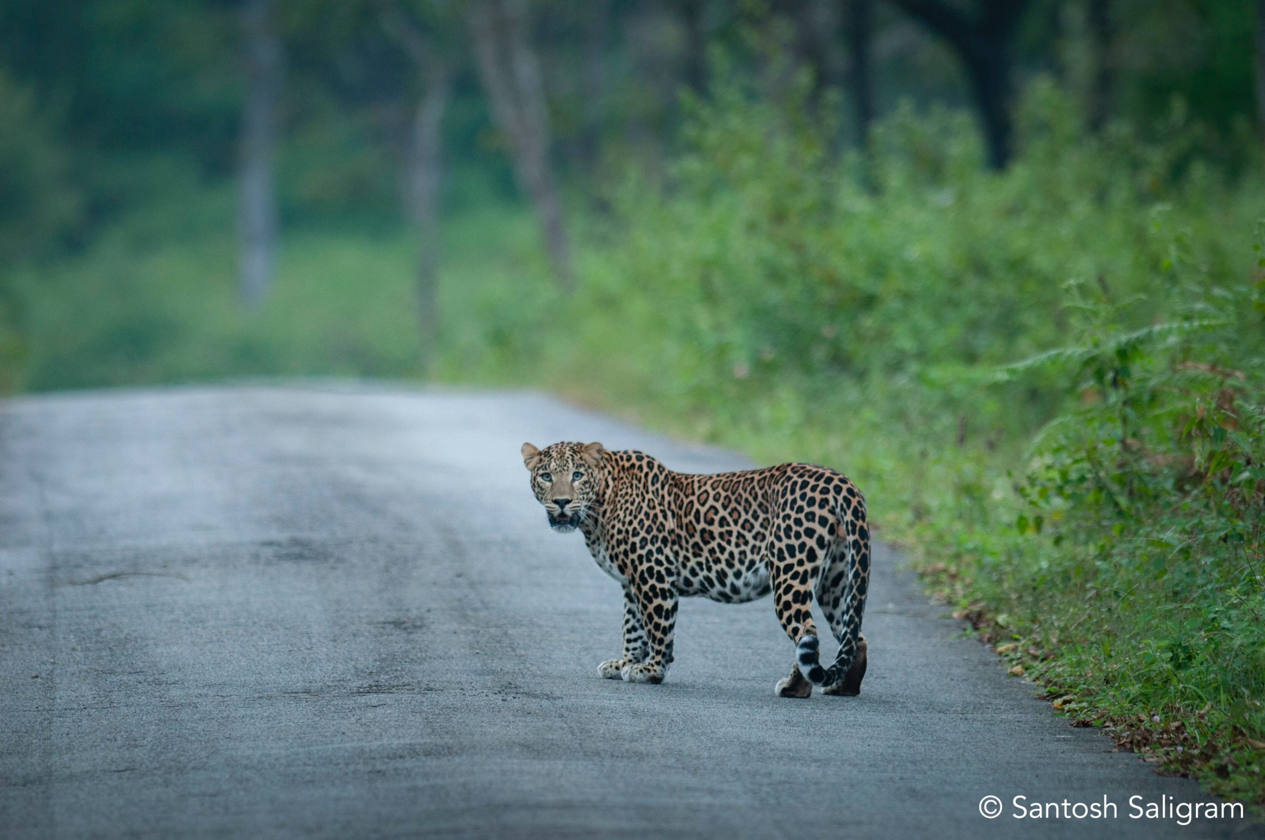 ಚಿರತೆ, leopard