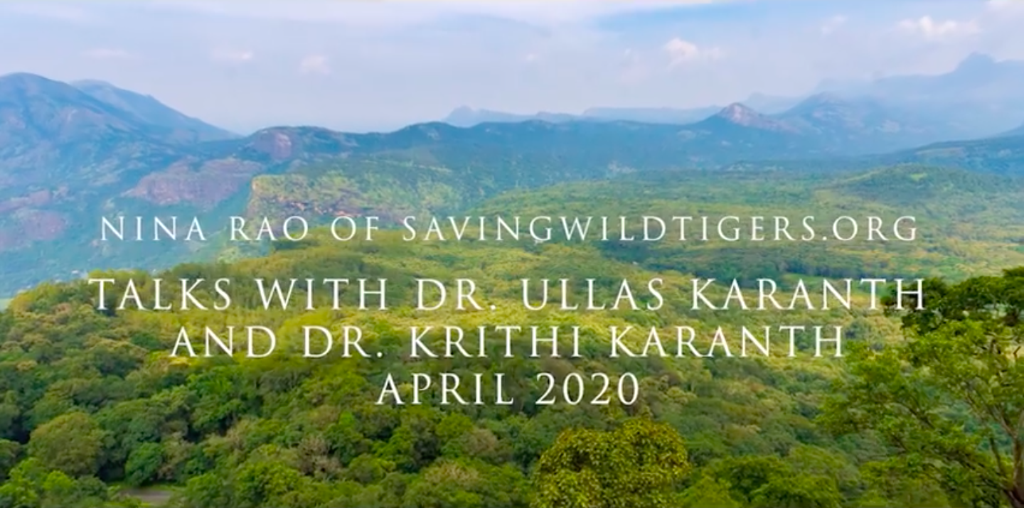 Nina Rao, Saving Wild Tigers, Ullas Karanth, Krithi Karanth