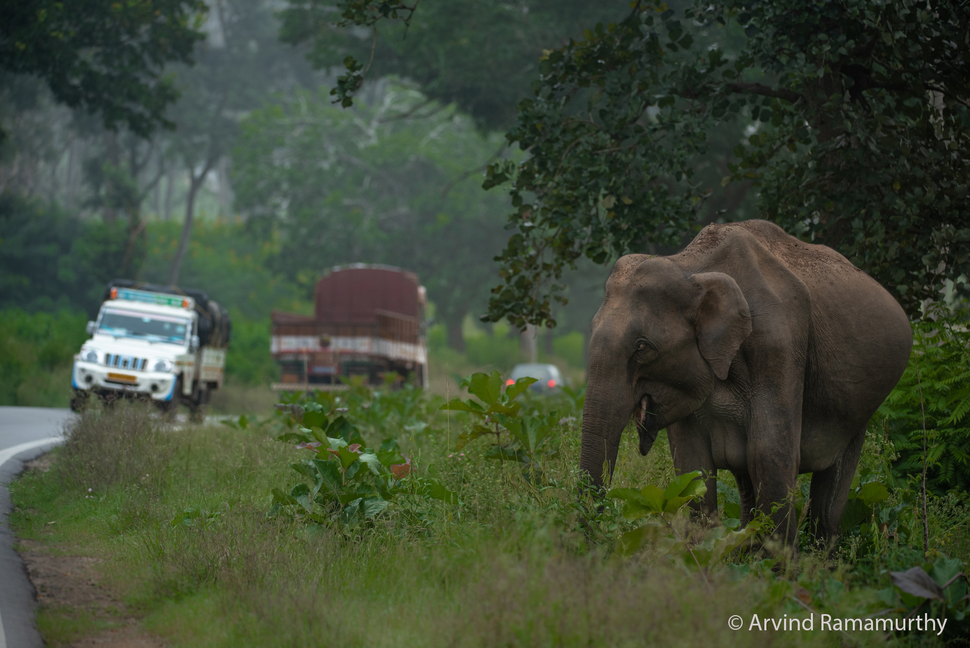 Elephant – Arvind Ramamurthy