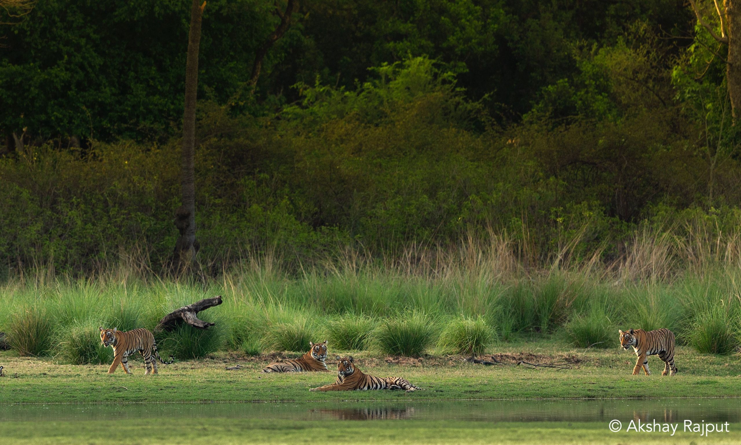 Tigers, India, Connectivity