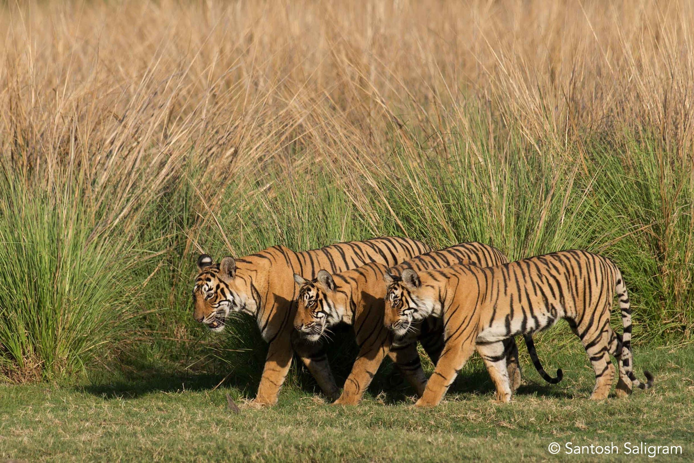 ಹುಲಿ, tigers connectivity Santosh Saligram