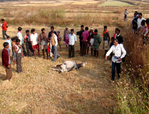 Study reveals how livestock losses affect livelihood decision making in China and India