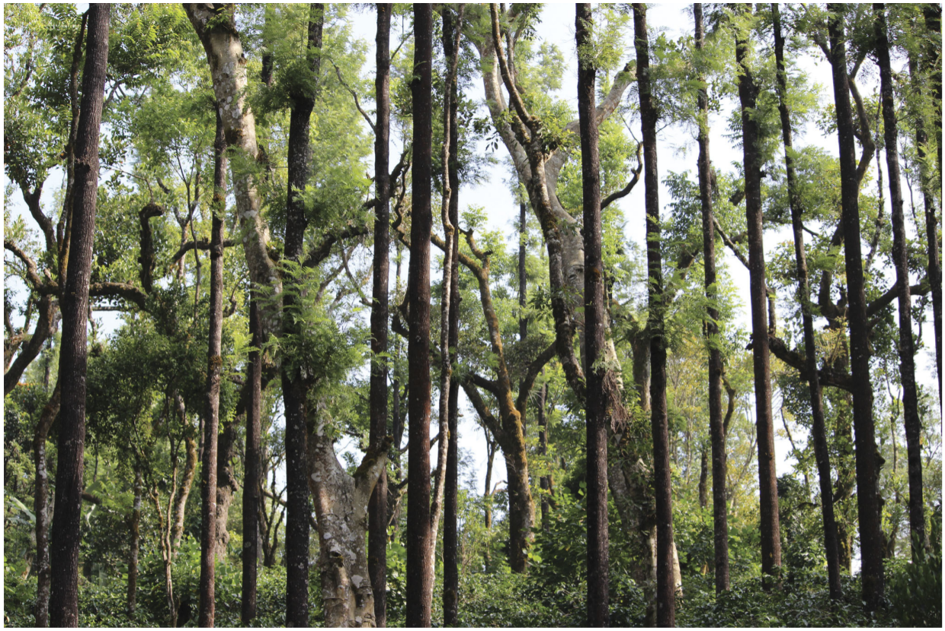 Coffee Plantation