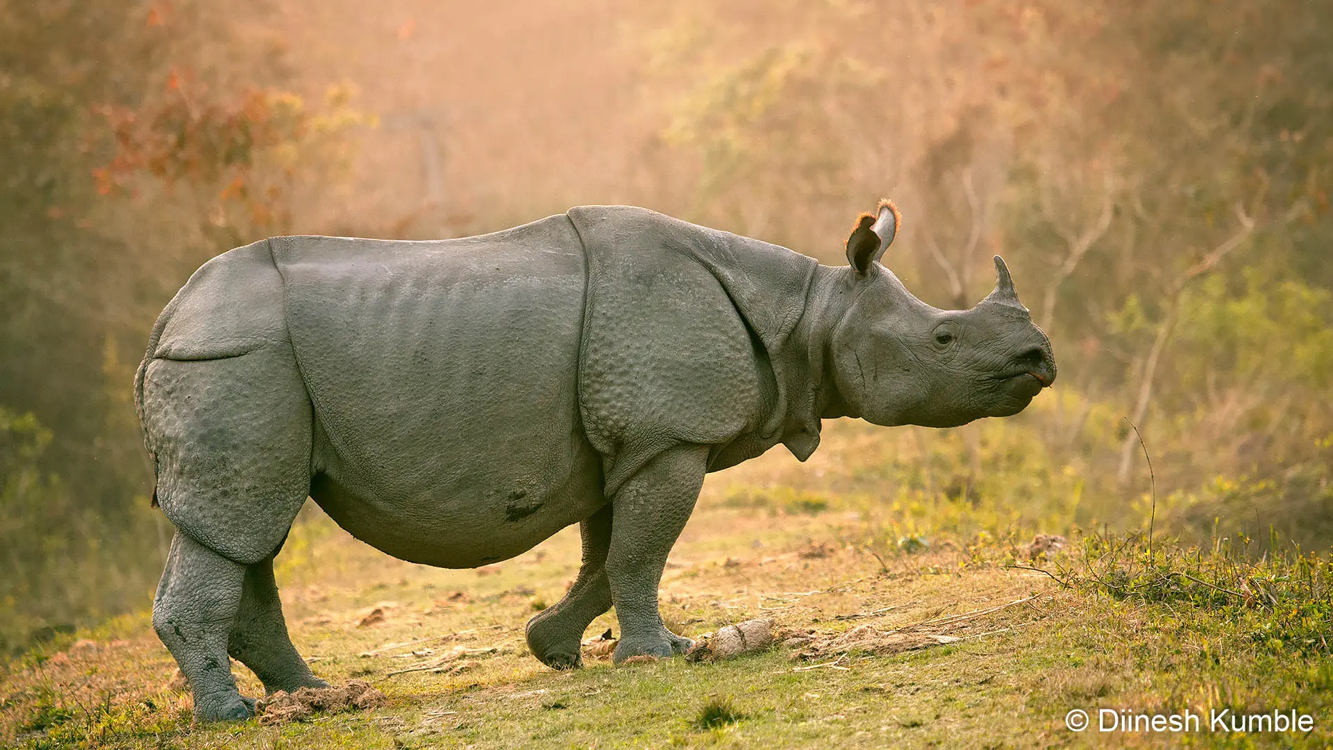 Dinesh Kumble - Extinction
