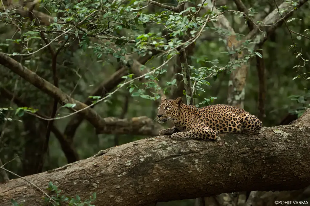 wildlife, mammal, leopard