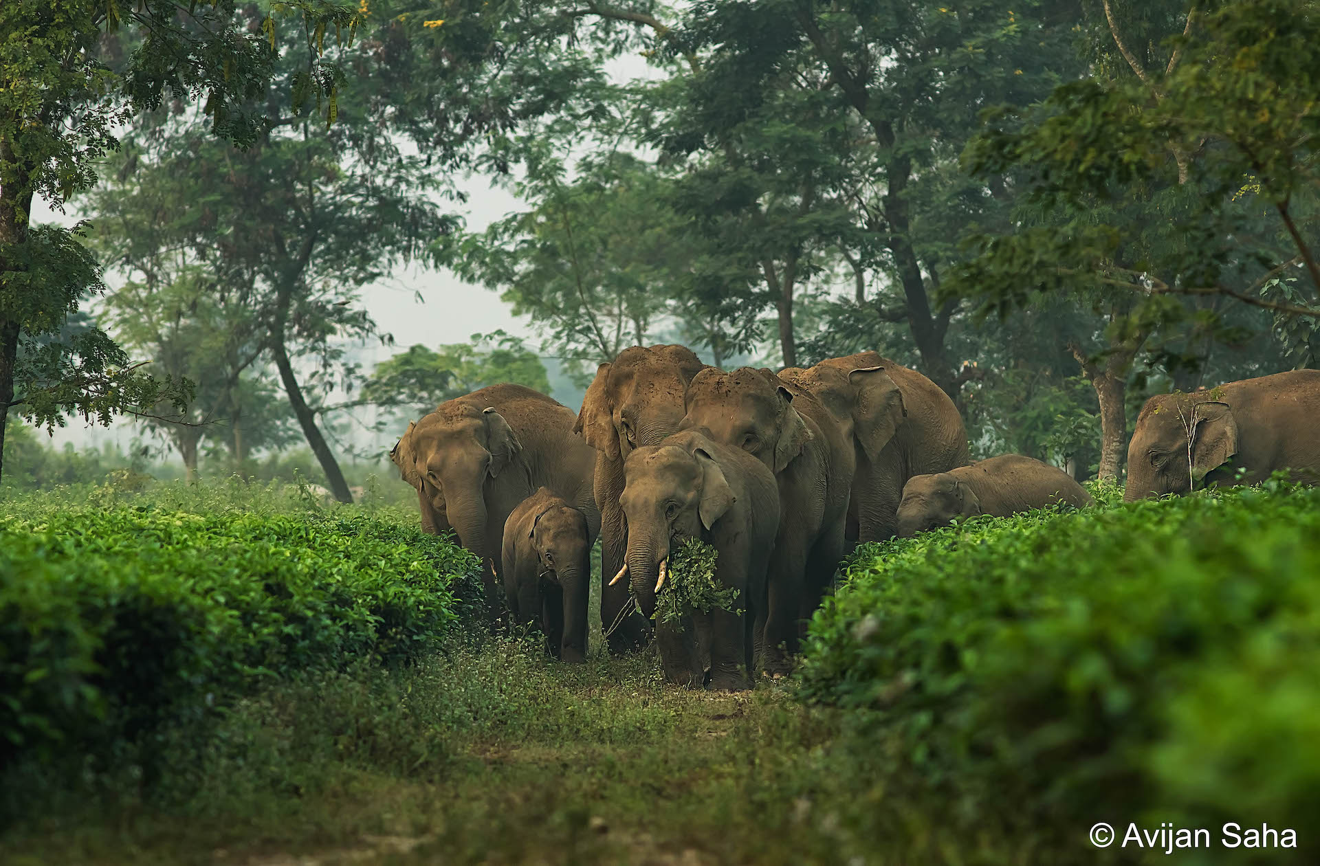 Avijan Saha_Elephant Herd_Tea Estate