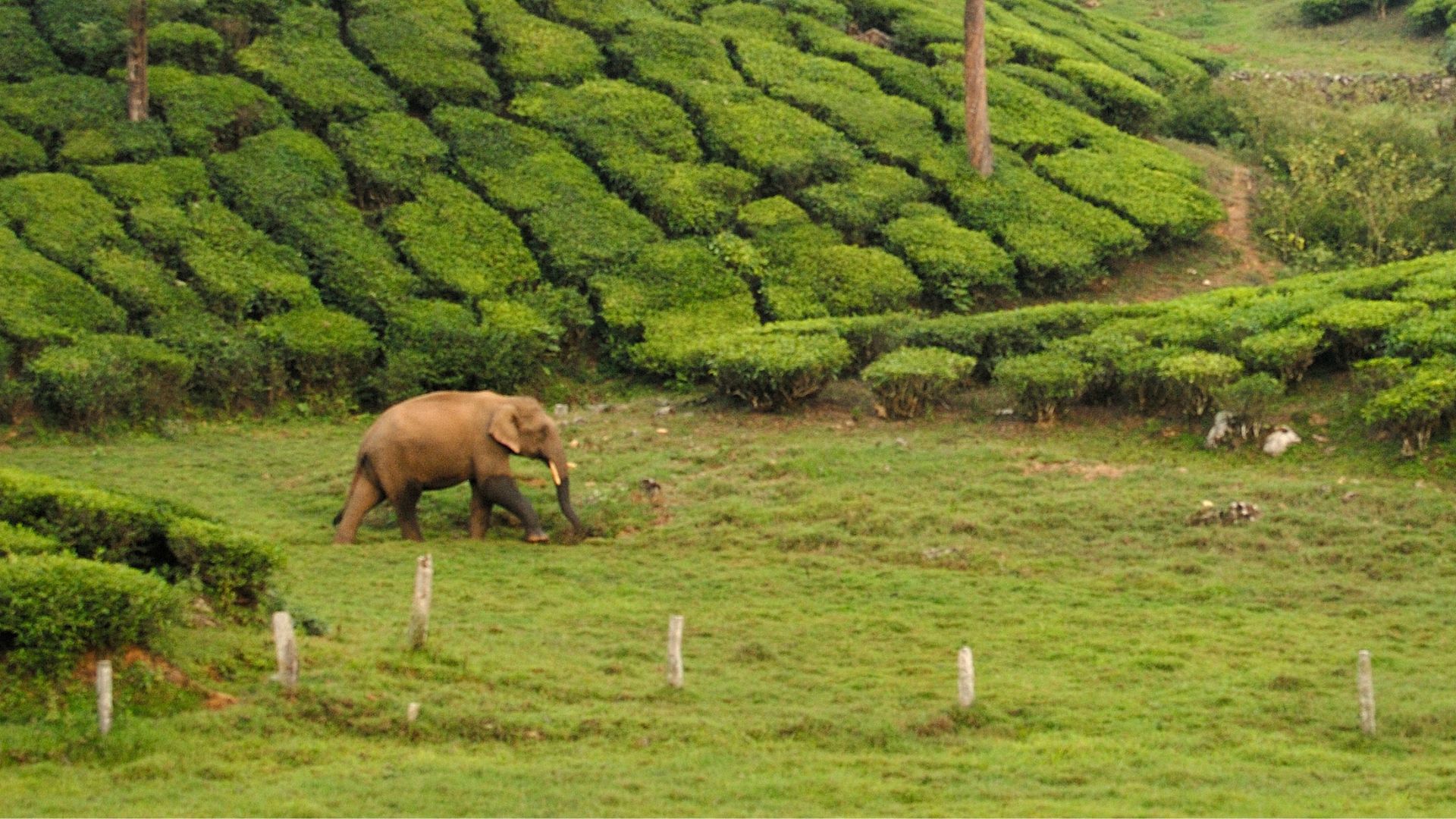 Elephant in tea