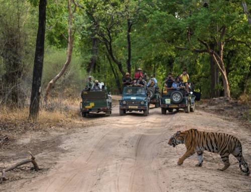 “Kuch nahi dekha!” – Insights into Indian tourists’ viewing preference for biodiversity in wildlife parks