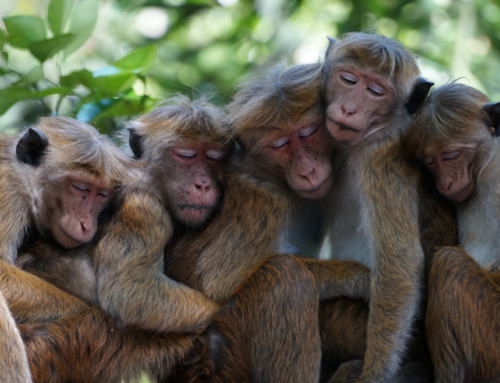 Protecting Primate Paradises: Mapping India’s Primates for Conservation
