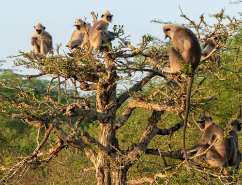 Food for Thought: How Resources Drive Langur Social Structures