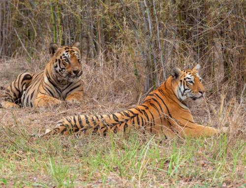 Decoding Tiger Population Dynamics: Using photographic capture-recapture sampling method