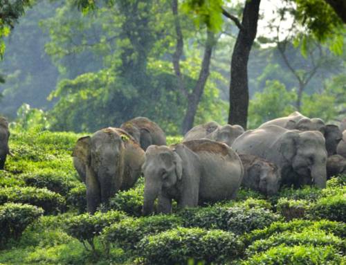 Elephants in the tea fields: Exploring stakeholder perspectives and conservation potential in Assam