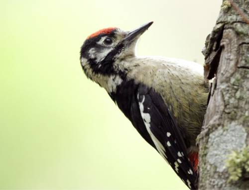 Exploring the World of Woodpeckers in the Sub-Himalayan Forests