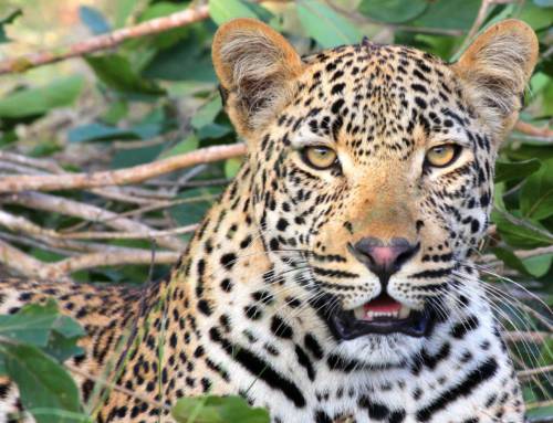 Balancing the Scales: Leopard Conservation in Human-Dominated Landscapes