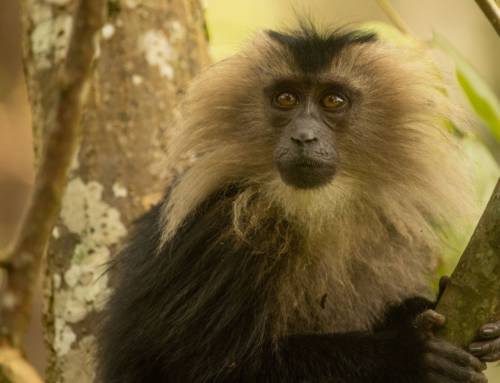 Echoes of The Western Ghats: Conserving Lion-Tailed Macaques and their Habitat