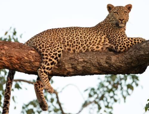 Living with Leopards: Understanding Risk and Challenges in Himachal Pradesh