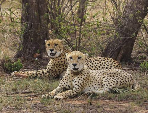 Project Cheetah: Unravelling the Complexities of Environmental Justice in Wildlife Relocation